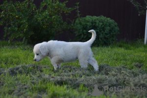 Additional photos: Puppies of breed Slovak Chuvach