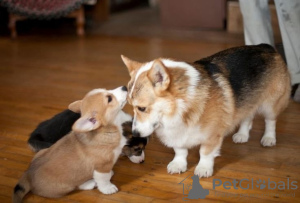 Photo №1. welsh corgi - for sale in the city of Бохум | 141$ | Announcement № 129406