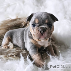 Photo №4. I will sell french bulldog in the city of Paris. private announcement, from the shelter - price - 2581$