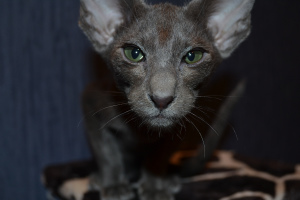 Photo №1. oriental shorthair - for sale in the city of Kostroma | 314$ | Announcement № 4226