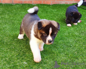 Photo №1. akita - for sale in the city of Антверпен | 769$ | Announcement № 12834