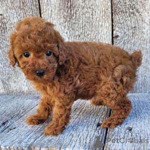 Photo №1. poodle (toy) - for sale in the city of Glasgow | 413$ | Announcement № 163914