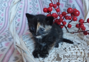 Photo №3. Wonderful kittens are urgently looking for foster care or a home. Belarus