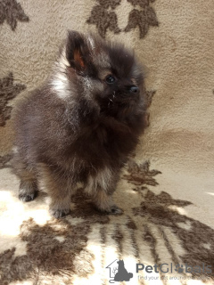 Photo №2 to announcement № 5719 for the sale of pomeranian - buy in Ukraine private announcement, breeder