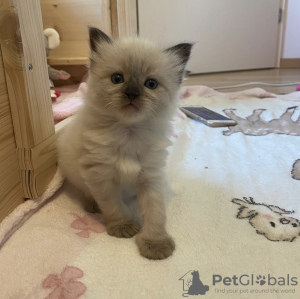 Additional photos: Ragdoll kitten