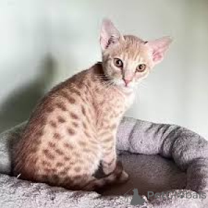 Photo №2 to announcement № 163811 for the sale of ocicat - buy in Austria private announcement, breeder
