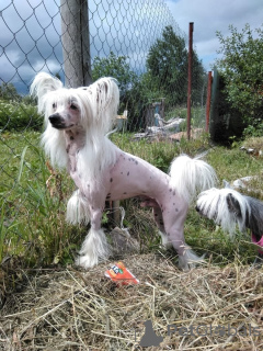 Photo №1. chinese crested dog - for sale in the city of Munich | 528$ | Announcement № 105362