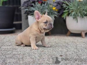 Photo №2 to announcement № 157582 for the sale of french bulldog - buy in Germany private announcement