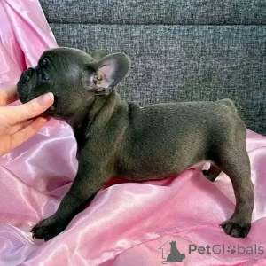 Photo №2 to announcement № 161795 for the sale of  - buy in Australia 