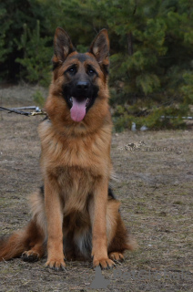 Photo №1. german shepherd - for sale in the city of Kiev | 2386$ | Announcement № 6496