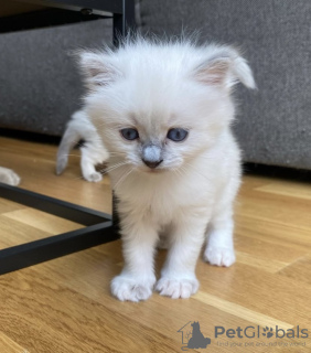 Photo №2 to announcement № 102167 for the sale of ragdoll - buy in United States private announcement, breeder