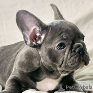 Additional photos: Beautiful Purebred French Bulldog puppies