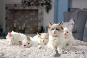 Photo №1. ragdoll - for sale in the city of Amsterdam | 516$ | Announcement № 162720