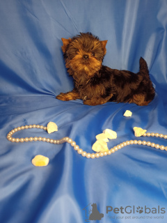 Photo №1. beaver yorkshire terrier - for sale in the city of Minsk | 260$ | Announcement № 19793