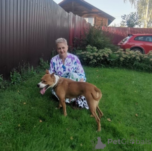 Photo №4. I will sell non-pedigree dogs in the city of Moscow river. private announcement - price - Is free