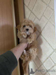 Photo №4. I will sell maltipu in the city of Kiev. private announcement - price - negotiated