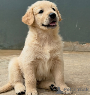 Photo №1. golden retriever - for sale in the city of Berlin | negotiated | Announcement № 155487