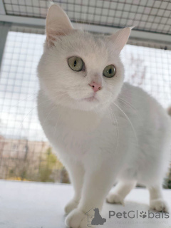 Photo №2 to announcement № 163544 for the sale of  - buy in Russian Federation private announcement