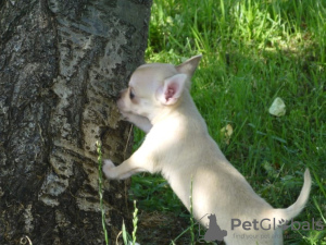 Additional photos: Adorable shorthair chihuahua puppies