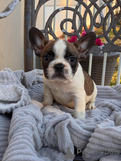 Photo №2 to announcement № 174967 for the sale of french bulldog - buy in Germany private announcement