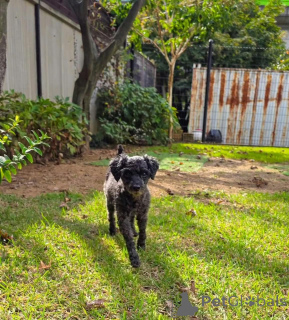 Photo №2 to announcement № 177855 for the sale of poodle (toy) - buy in United Kingdom from the shelter