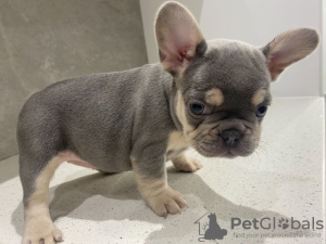 Photo №1. french bulldog - for sale in the city of Charjah | 591$ | Announcement № 13805
