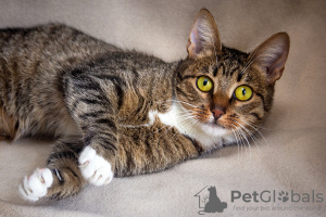Additional photos: Mademoiselle Mathilde is looking for a family!