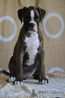 Photo №1. boxer - for sale in the city of Leskovac | negotiated | Announcement № 74748