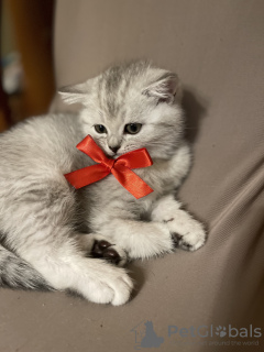 Photo №4. I will sell british shorthair in the city of Berlin. breeder - price - 740$