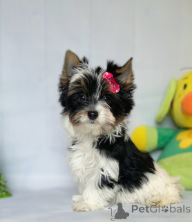 Photo №1.  - for sale in the city of Tbilisi | Is free | Announcement № 160376