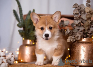 Photo №1. welsh corgi - for sale in the city of Москва | 138$ | Announcement № 33281