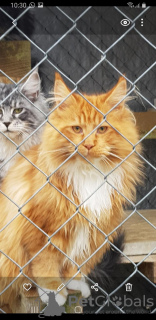 Photo №1. maine coon - for sale in the city of Ramstein-Miesenbach | 423$ | Announcement № 56828