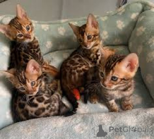 Photo №1.  - for sale in the city of Budapest | negotiated | Announcement № 159398