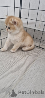 Photo №3. Golden chinchilla. Russian Federation