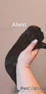 Photo №3. Chocolate shih-tzu bitch SWKiPR PPK WKU. Poland