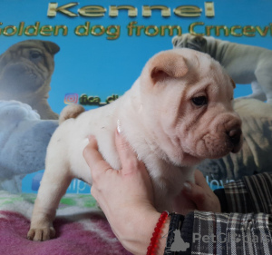 Photo №1. shar pei - for sale in the city of Москва | negotiated | Announcement № 18105