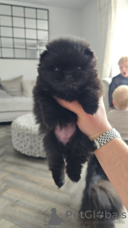 Additional photos: pomeranian