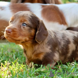 Photo №2 to announcement № 150728 for the sale of dachshund - buy in Germany from the shelter, breeder