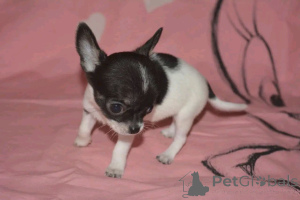 Photo №1. chihuahua - for sale in the city of Alabama | 800$ | Announcement № 167161