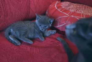 Photo №1. russian blue - for sale in the city of St. Petersburg | 235$ | Announcement № 1108