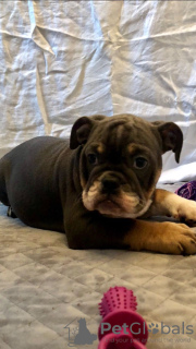 Photo №4. I will sell english bulldog in the city of Hannover. private announcement, breeder - price - 423$