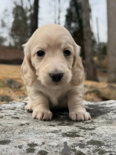 Photo №1. dachshund - for sale in the city of Warsaw | negotiated | Announcement № 163975