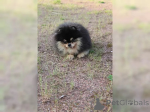 Photo №2 to announcement № 136862 for the sale of pomeranian - buy in Germany 