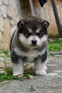Photo №3. Alaskan Malamute puppies. Serbia