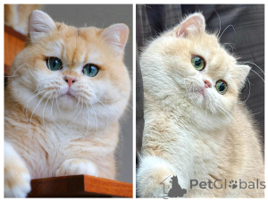 Photo №4. I will sell british shorthair in the city of Istanbul. breeder - price - 2500$