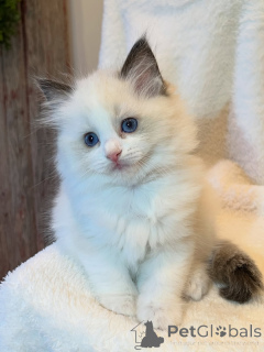 Photo №2 to announcement № 169843 for the sale of ragdoll - buy in Germany breeder