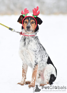 Photo №3. Kind and affectionate Martin is looking for a home!. Russian Federation