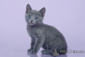 Photo №1. russian blue - for sale in the city of Ybbs an der doc | 361$ | Announcement № 178593