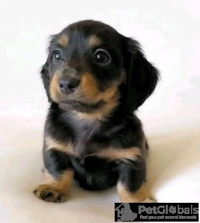 Photo №3. Dachshund Puppy For adoption. Germany