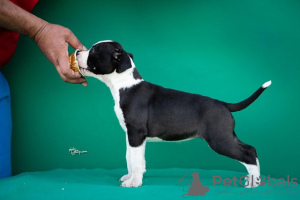 Additional photos: American Staffordshire Terrier